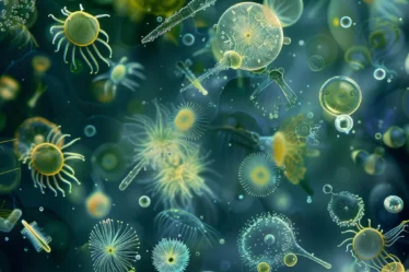 plankton-types-phytoplankton-zooplankton