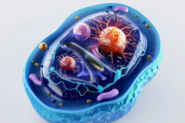 Diagram illustrating the structure and organelles of an animal cell.