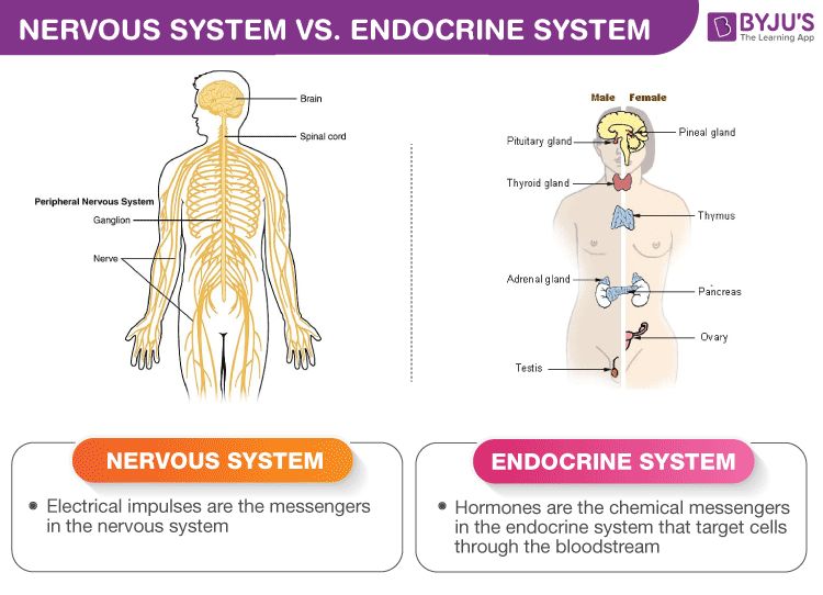 difference-between-nervous-system-and-endocrine-system