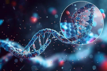 DNA polymerase builds new DNA strands, proofreads for errors, and ensures accurate DNA replication before cell division